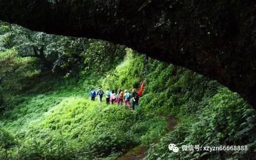 救助第21天,短肢领航鲸“海棠”已适应户外池